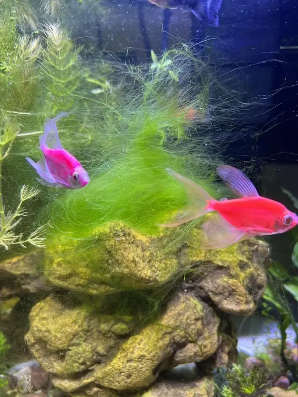 View of How to Control and Remove Hair Algae | Pete's Aquatics
