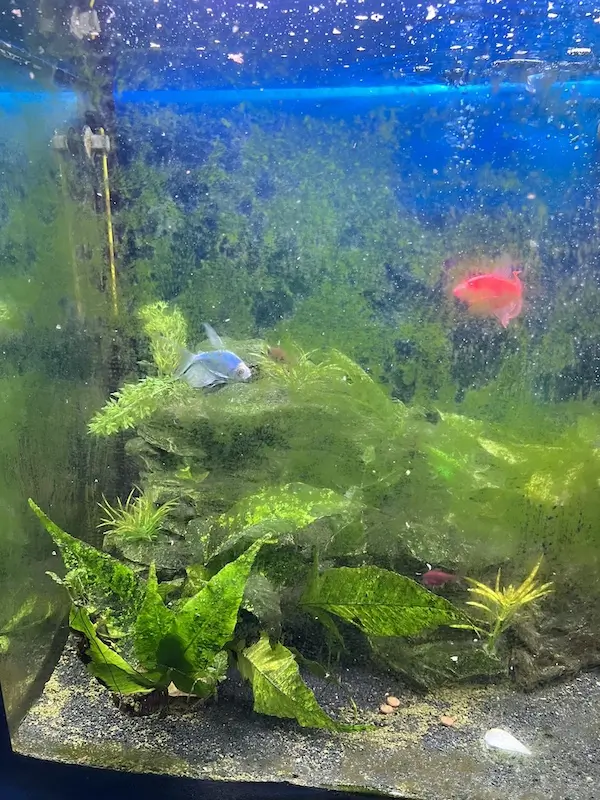 How to Control Green Algae in Your Aquarium | Pete's Aquatics