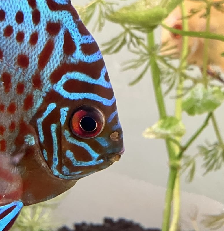 Black Spots On Discus Fish Body